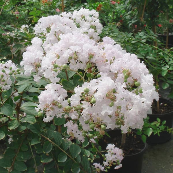 ◼︎ さき ◼︎ 桜　スノーホワイト　エンボスフラワー　（３セット） national PLANT NETWORK 3 gal. Crape Myrtle Natchez Shrub with