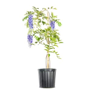 Blue Moon Wisteria Vine Plant 1 Gal. Growers Pot, Fragrant Flowering Vine