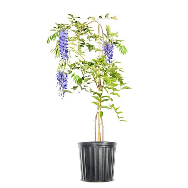 Perfect Plants Blue Moon Wisteria Vine Plant 1 Gal. Growers Pot, Fragrant Flowering Vine