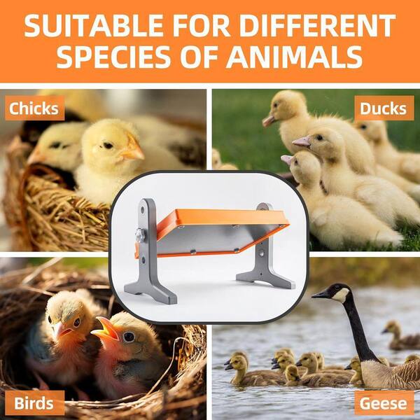 Fuzzy-Bird Chick Brooder Heater Plate - Adjustable Temperature & Height For Chicks, Ducks & Birds