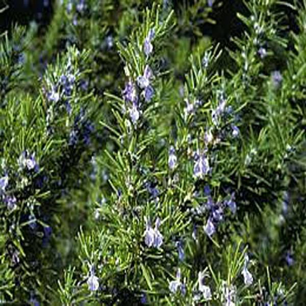 OnlinePlantCenter 3.5 in. Tuscan Blue Rosemary Culinary Herb Plant