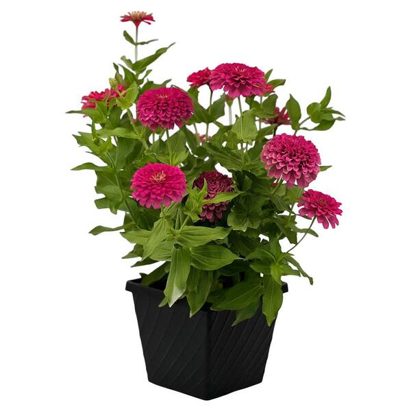 Pure Beauty Farms 3.20 Qt. Zinnia Dreamland Rose Flower in 7.5 in Grower's Pot