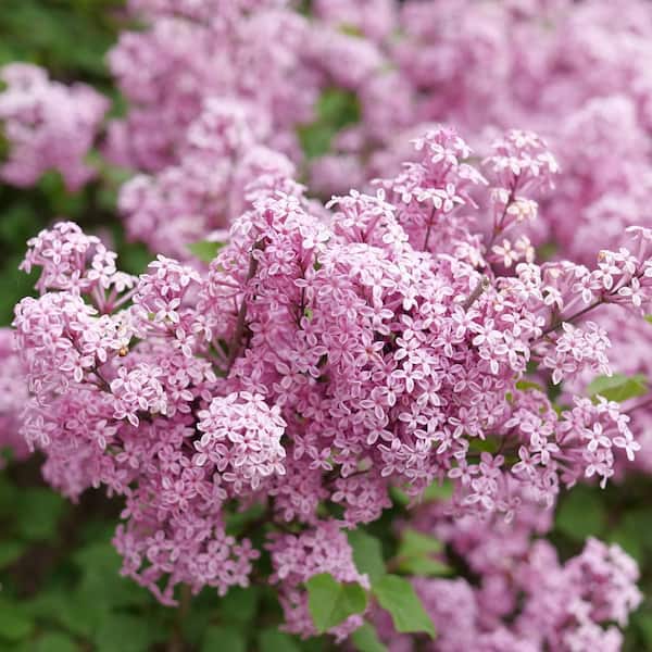 PROVEN WINNERS 4.5 in. qt. Bloomerang Purpink Reblooming