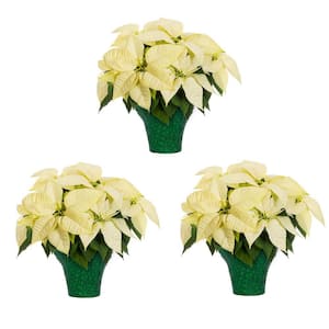 2 Qt. Christmas Poinsettia White with Green Foil (3-Pack)