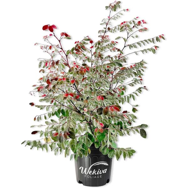 Wekiva Foliage Snow On The Mountain-Live Plant in a 3 Gallon Grower's Pot-Breynia Disticha-Snow Bush-Beautiful Variegated