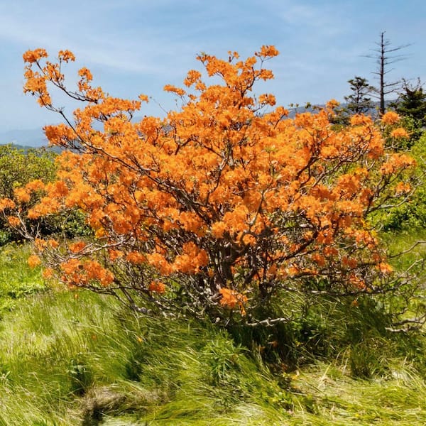national PLANT NETWORK 3 gal. Native Azalea Tangerine Live Shrub
