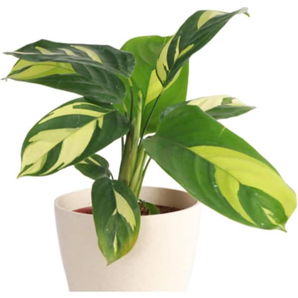 Wekiva Foliage Calathea Pilosa-Live Plant in a 6 Inch Growers Pot-Calathea Ctenanthe 'Pilosa'-Easy Care Indoor Houseplants