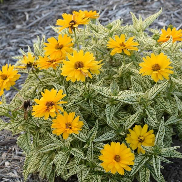 PROVEN WINNERS 0.65 Gal. 'Bit of Honey' False Sunflower (Heliopsis), Live Plant, Yellow Flowers