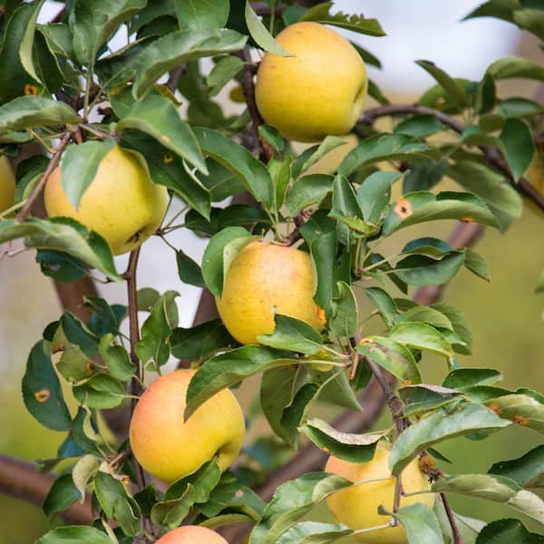 Gurney's Crunch-A-Bunch Reachable Apple Malus Live Fruiting Bareroot Tree (1-Pack)