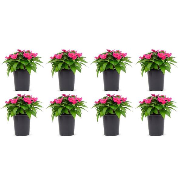 SunPatiens 1 Qt. Compact Hot Pink SunPatiens Impatiens Outdoor Annual ...