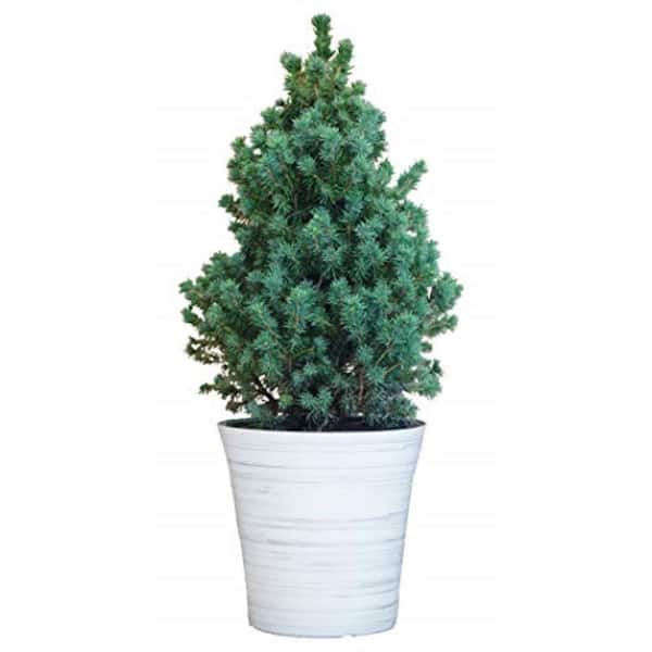 Green Promise Farms 2 Gal. Dwarf Alberta Spruce in White Holiday Pot, Live Plant with Green Foliage and Pyramidal Form, Zone 3-8 (1-Pack)