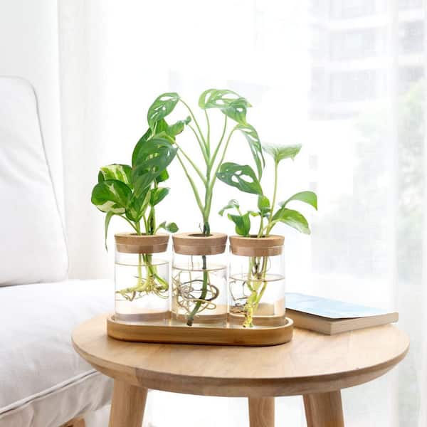 granola plant All American Apple Pie Granola main image 0