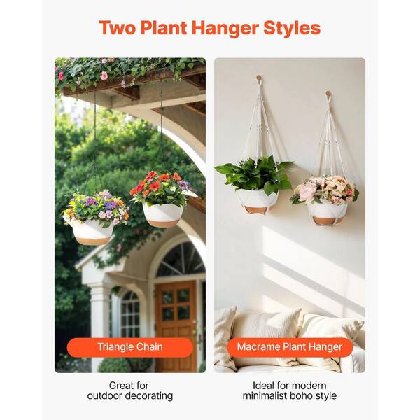 plant prayer Calathea Burle Marxii Prayer Plants