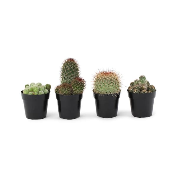 Pure Beauty Farms 11 Oz. Cactus Plant Mix in 3.5 In. Grower's Pot (4-Plants)