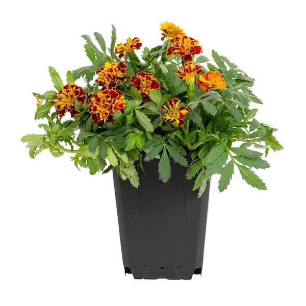 METROLINA GREENHOUSES Marigold Annual Plant (1-Plant)
