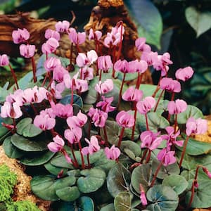 Cyclamen Hardy Fall Blooming Bulbs (3-Pack)