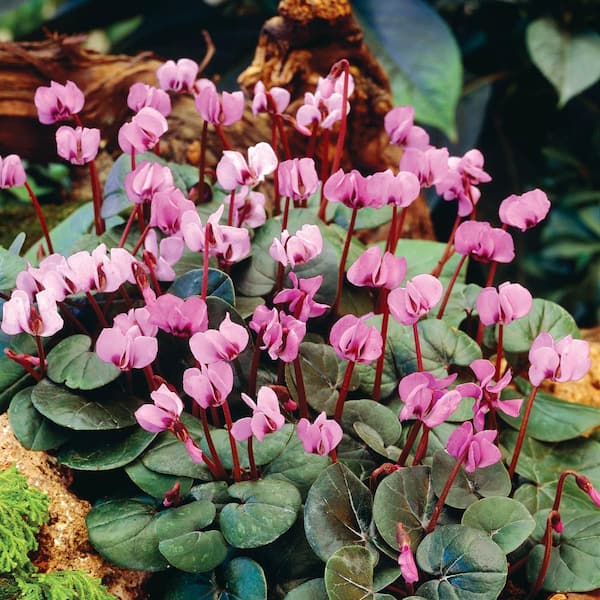 DIRECT GARDENING Hardy Pink Flowering Cyclamen Dormant Bare Root Summer Flowering Bulbs (5-Pack)