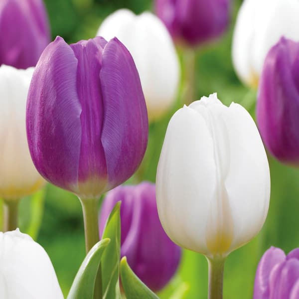 Miracle-Gro 12/+ cm Purple and White Mix Triumph Tulip Flower Bulbs (Bag of 100)
