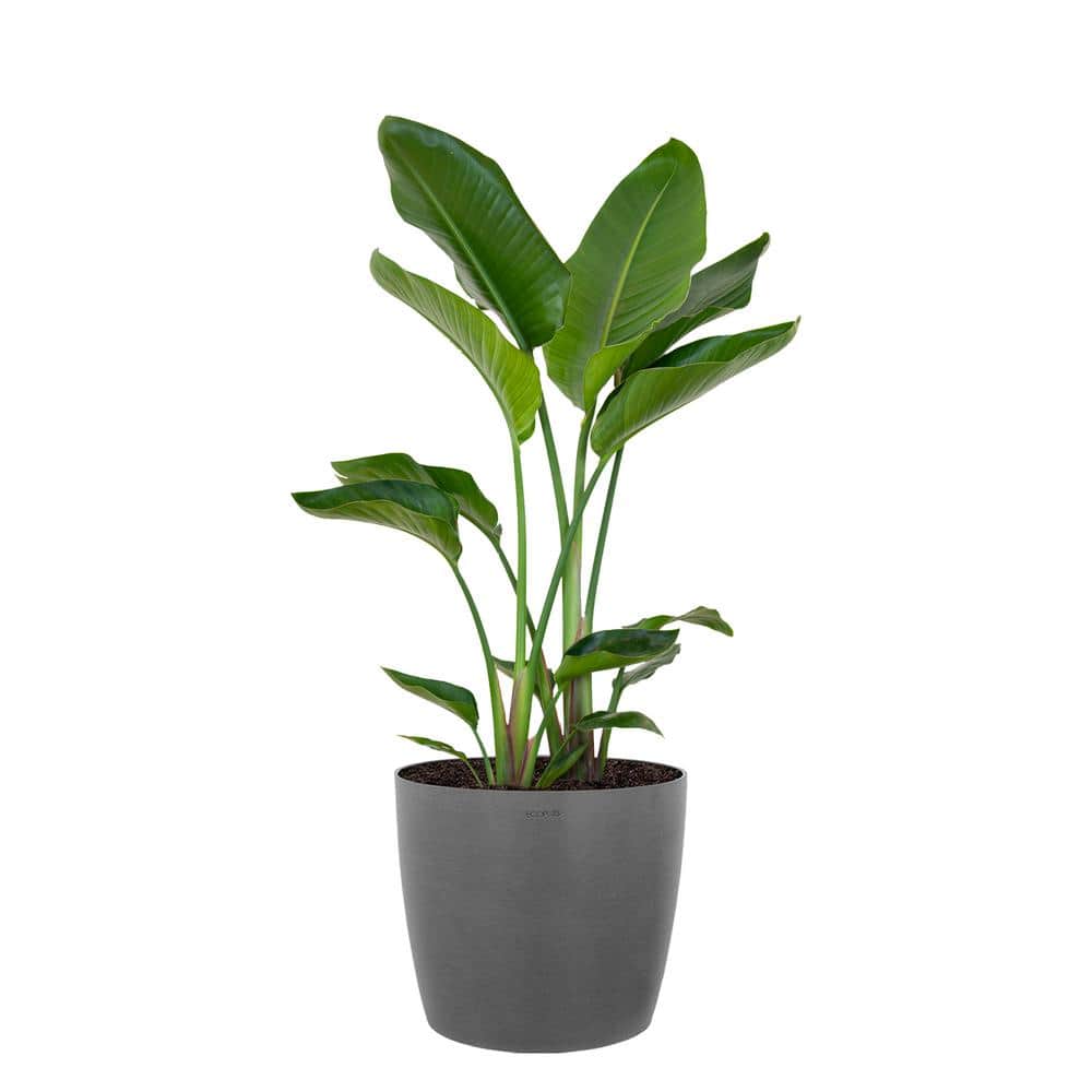 White Bird of Paradise Plant Live Indoor Outdoor Plant in 10 in. Premium Ec