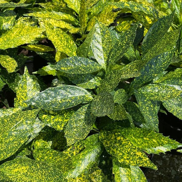 2.5 Gal - Variegated Gold Dust Aucuba, Live Evergreen Shrub Plant