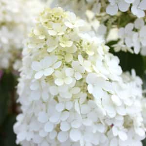 2 Gal. Bobo Hydrangea Shrub with White Flowers