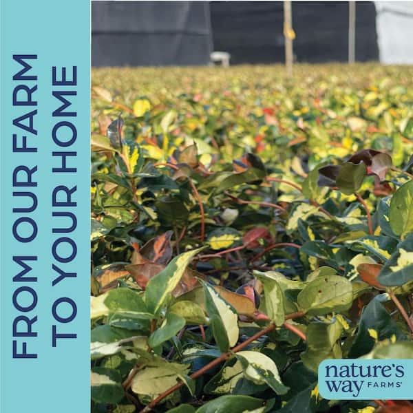 NATURE'S WAY FARMS 2 qt. Summer Sunset Minima Jasmine Flowering