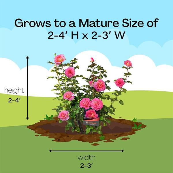 Vigoro 13 in. Julie Andrews Rose Plant with Pink Flowers 17581