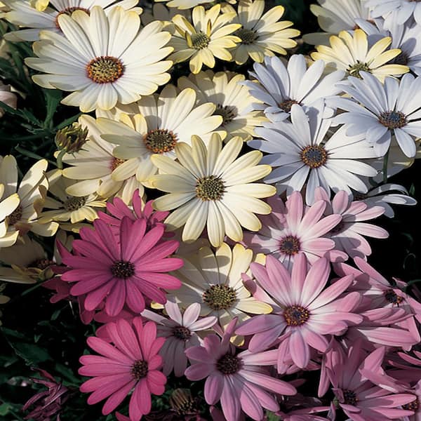 Vigoro 1 Qt. Mixed African Daisy Plant