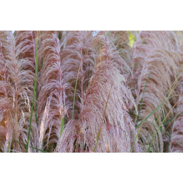 3 Gal. Pink Pampas Grass (Rosea Cortaderia) Live Full Sun Perennial Ornamental Grass Plant with Silky Pink Plumes