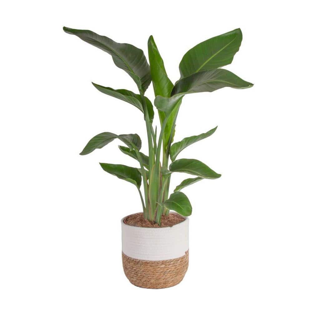 Costa Farms 10 in. Bird of Paradise Indoor Plant in Decor Basket, Average Shipping Height 2-3 ft. Tall