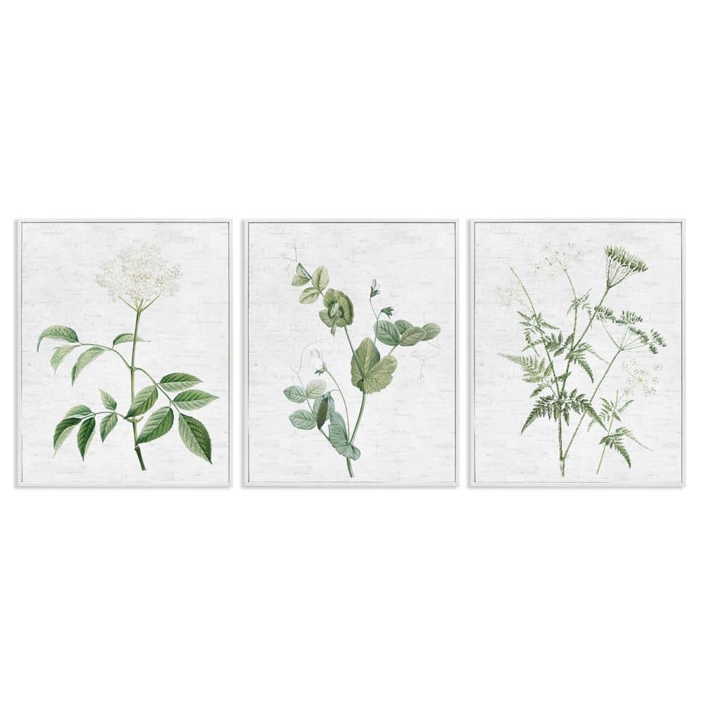 Soft White Botanicals by Lettered and Lined 3-Pieces White Framed Nature Giclee Art Print 14 in. x 11 in. price history on PriceWatchPro