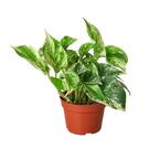 Live Plant Urban Jungle Pothos Marble Queen in 4-inch Grower Pot Live Plant Urban Jungle Pothos Marble Queen in 4-inch Grower Pot