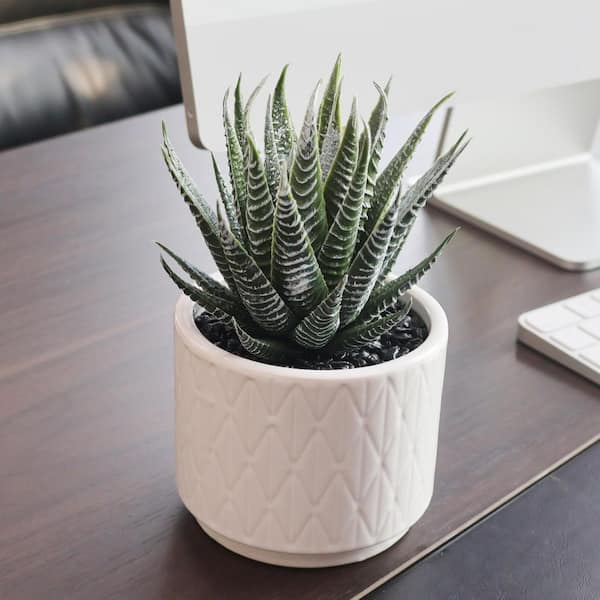 dracaena for sale Dracaena Dragon Tree Bicolor Bush