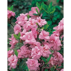 1 Gal. RoseBud Azalea Live Flowering Evergreen Shrub, Rosy Pink Double Flowers