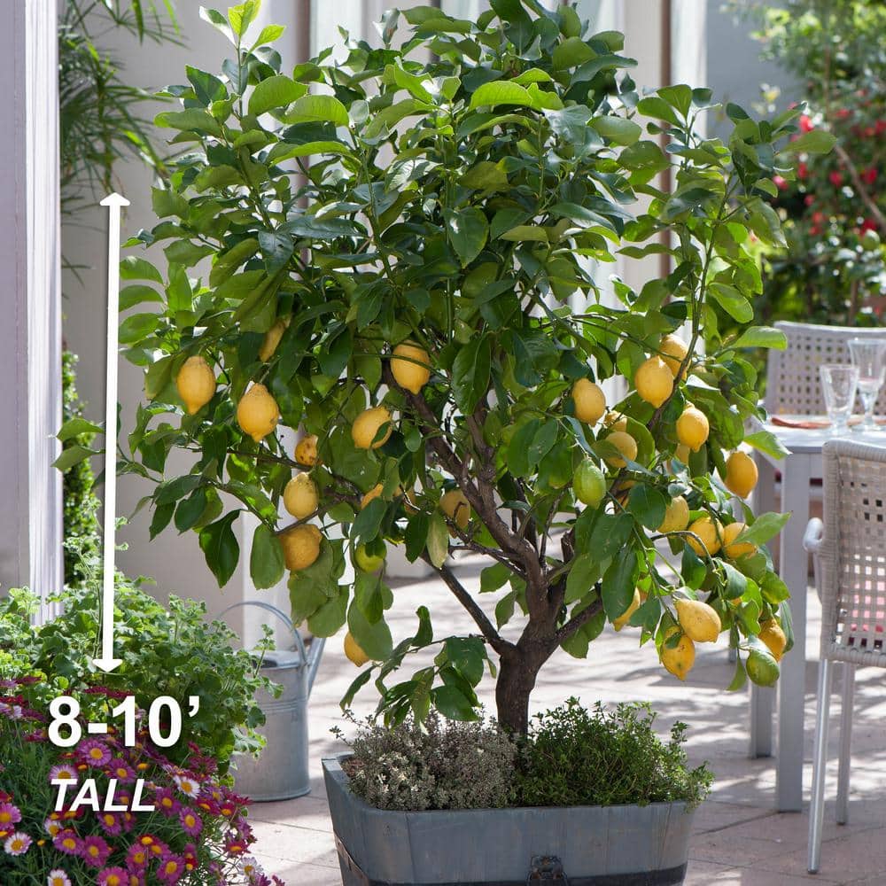 Meyer Lemon Tree Live Plant in 1 Gallon Pot