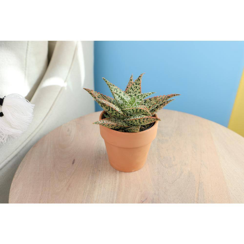 Star Aloe Succulent in Terracotta Clay Pot, 3.5 Inch