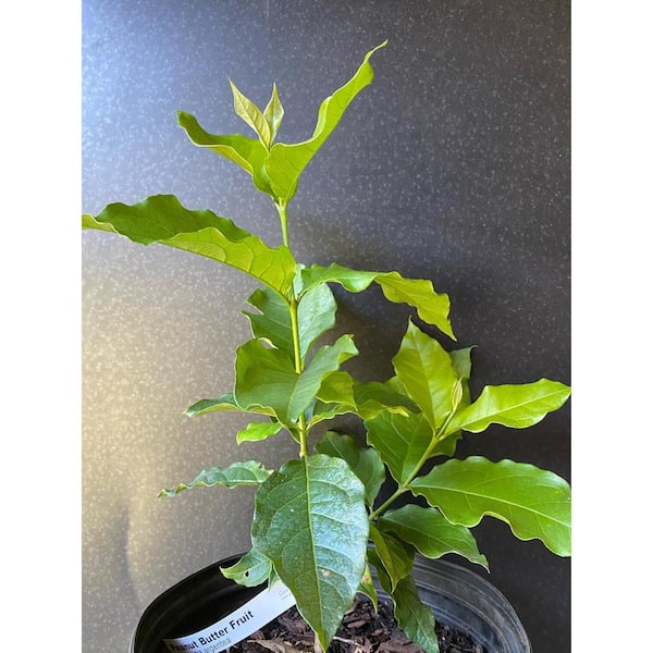 Wekiva Foliage Peanut Butter Tree-Live Plant in a 4 Inch Growers Pot-Bunchosia Argentea-Fruit Tree for Your Edible Garden