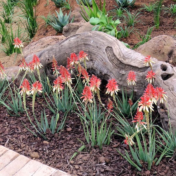 2.5 Qt. Safari Sunrise Aloe with Orange-Pink Flowers