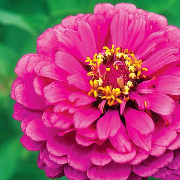 Ferry-Morse Zinnia Giant Double Flowered Enchantress Flower Seeds