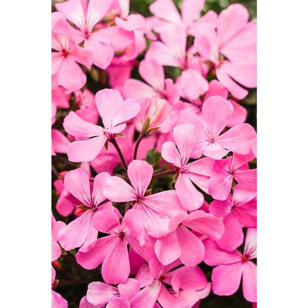 PROVEN WINNERS Timeless Pink Geranium (Pelargonium) Live Plant, Pink Flowers, 4.25 in. Grande