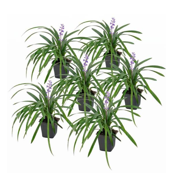4 in. Big Blue Liriope Plant with Purple Blooms (6-Piece)