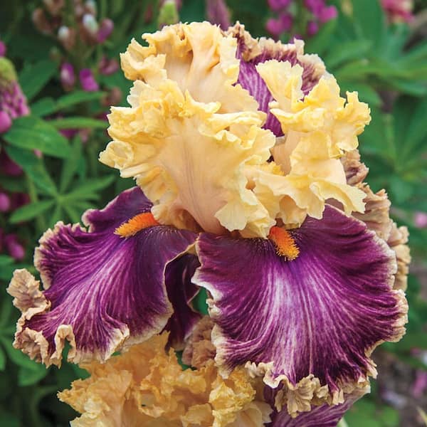 Spring Hill Nurseries Decadence Bearded Perennial Iris, Live Bare Root Plant (1-Pack)