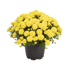 8 in. Chrysanthemum (Mum) Yellow (Solo)