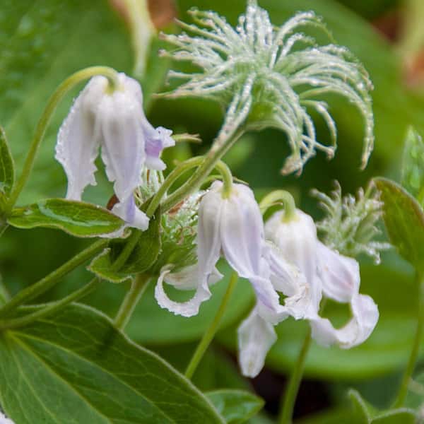 Spring Hill Nurseries Hakuree Clematis Vine, Live Bareroot Perennial Plant (1-Pack)