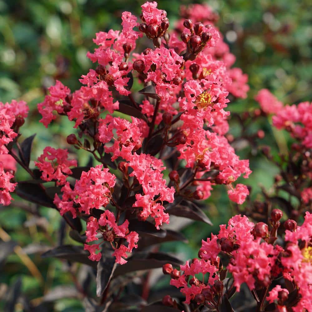 2 Gal. Center Stage Coral Crape Myrtle Tree with Ruffled Coral Flowers in Decorative Container price history on PriceWatchPro