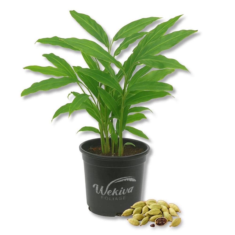 Cardamom Plant-Live Plant in a 4 Inch Pot-Exotic Fragrant Tropical Spice Producing Herbaceous Perennial price history on PriceWatchPro