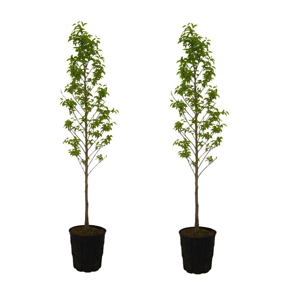 2 gal. Black Tulip Deciduous Japanese Magnolia Tree with Purple
