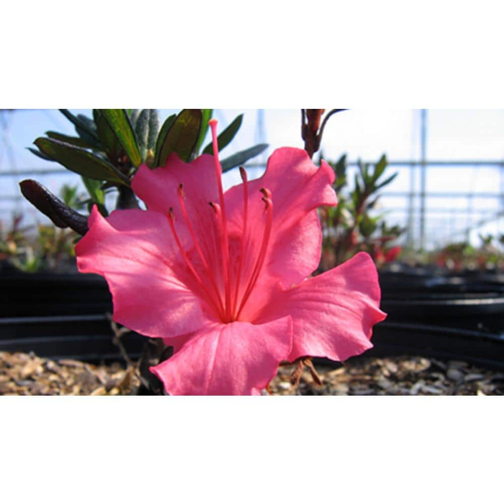 national PLANT NETWORK 2.25 Gal. Pink Ruffles Azalea Plant with Pink Blooms  HD7624 - The Home Depot