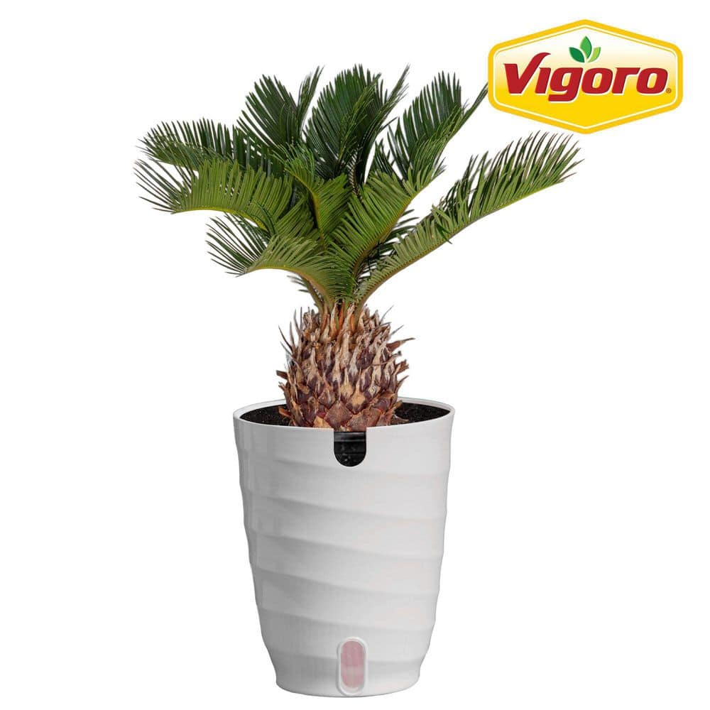 サゴ・パーム Vigoro Sago Palm Indoor Plant in 6 in. White Decor Planter