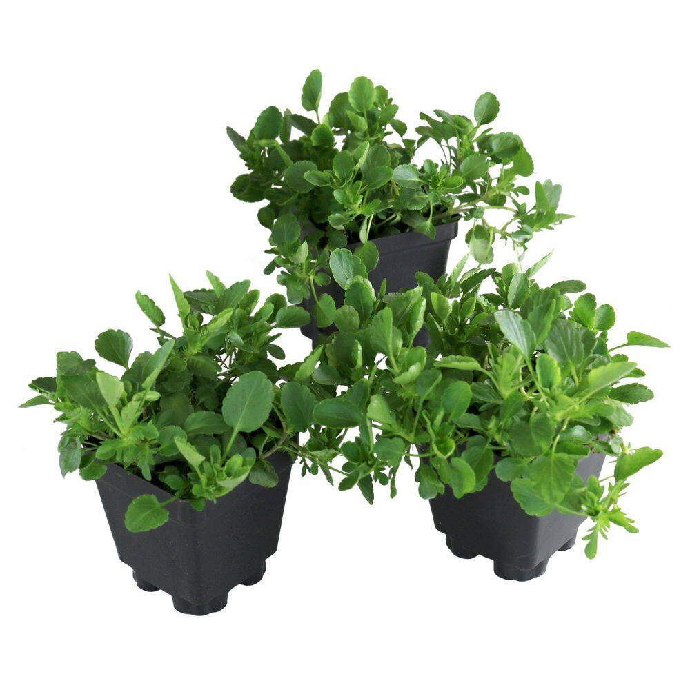 4 in. Viola Sorbet XP Purple Face Plant (32-Pack) price history on PriceWatchPro